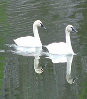 Swans pair for life